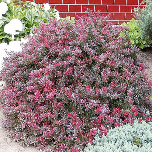 Барбарис Тунберга Атропурпуреа Нана (Atropurpurea Nana) — взрослое растение