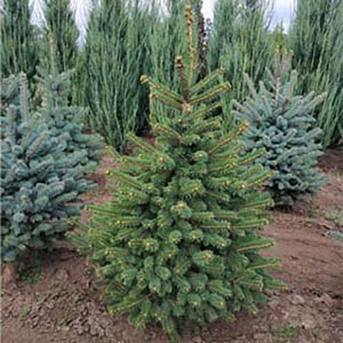 Ель колючая Глаука (f.Glauca) зеленая — взрослое растение