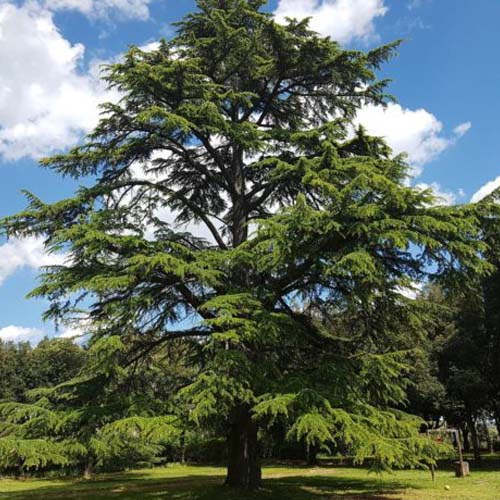 Кедр гималайский Деодара (Cedrus deodara) — взрослое растение