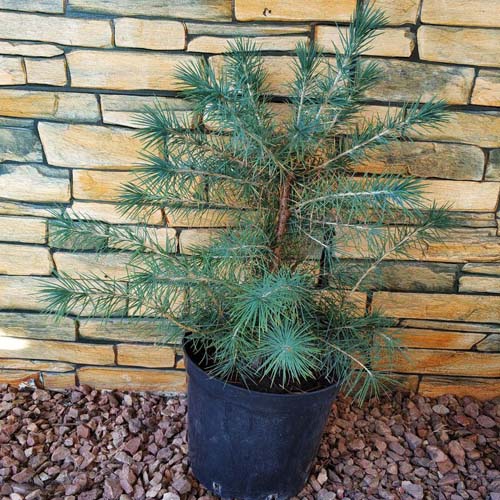 Кедр гималайский Деодара (Cedrus deodara) — саженец