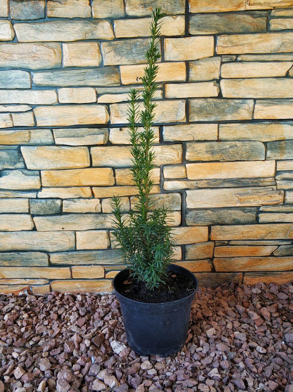 Тис средний Хикси (Taxus media Hicksii) — саженец
