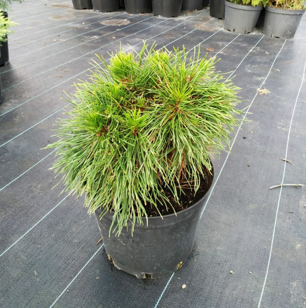 Сосна Варелла (Pinus mugo Varella) — саженец