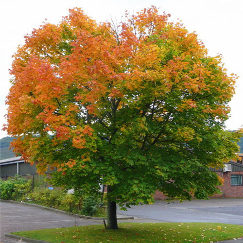 Клен остролистный (Acer platanoides) — взрослое растение