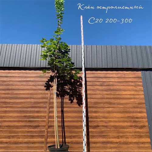 Клен остролистный (Acer platanoides) — саженец