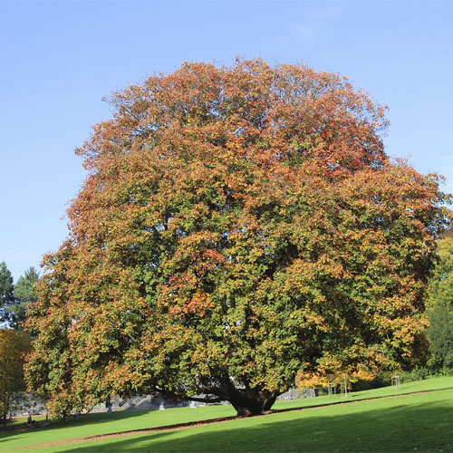 Клен ложноплатановый (Acer pseudoplatanus) — взрослое растение