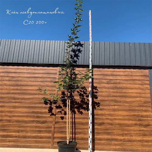 Клен ложноплатановый (Acer pseudoplatanus) — саженец