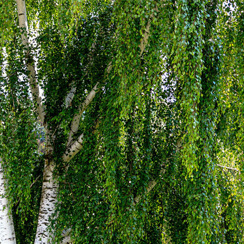 Береза белая (Betula alba) — взрослое растение