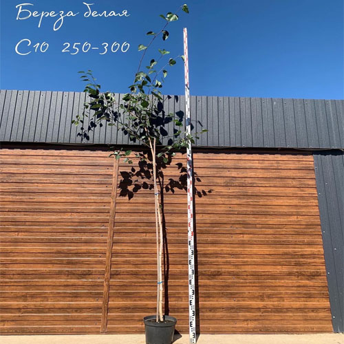 Береза белая (Betula alba) — саженец