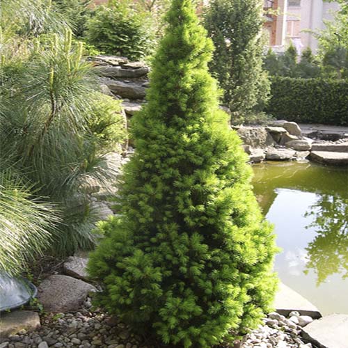 Ель канадская Коника (Picea canadensis Conica) — взрослое растение
