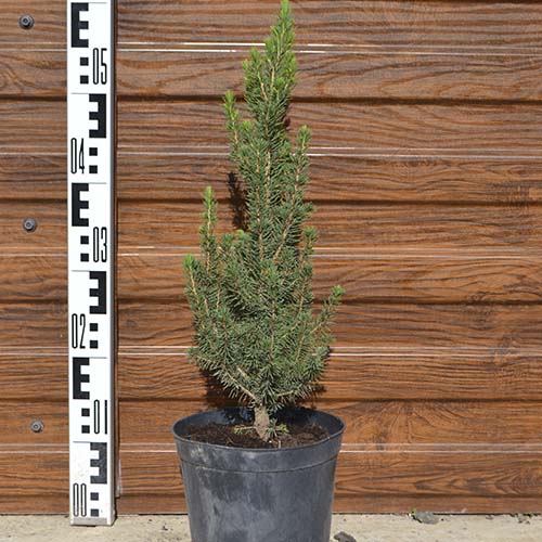 Ель канадская Коника (Picea canadensis Conica) — саженец