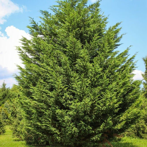 Купрессоципарис Лейланда (Cupressocyparis leylandii) — взрослое растение