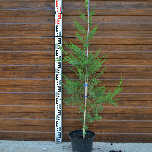 Купрессоципарис Лейланда (Cupressocyparis leylandii) — саженец