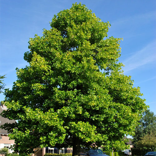 Лириодендрон тюльпановый (Liriodendron tulipifera) — взрослое растение