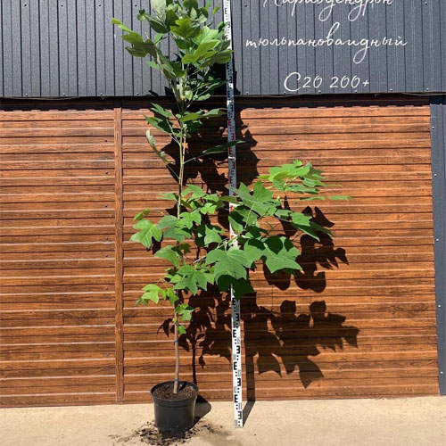 Лириодендрон тюльпановый (Liriodendron tulipifera) — саженец