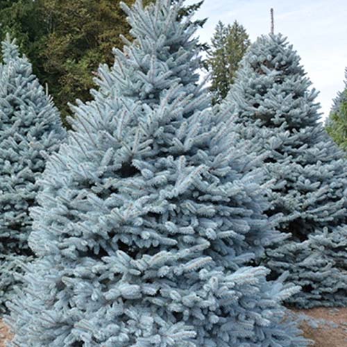 Ель колючая Мисти Блю (Misty Blue) — взрослое растение