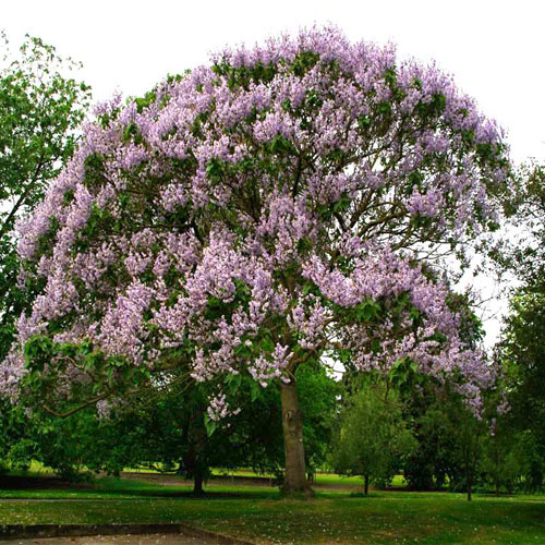 Павловния войлочная (Paulownia tomentosa) — взрослое растение