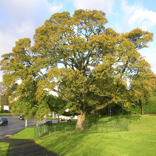 Платан кленолистный (Platanus) — взрослое растение
