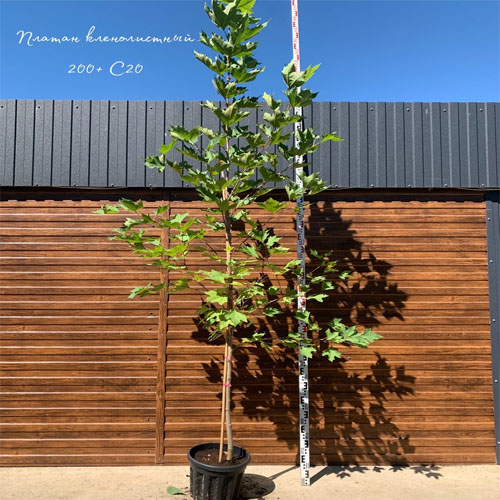Платан кленолистный (Platanus) — саженец