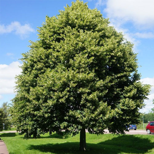 Липа (Tilia) — взрослое растение