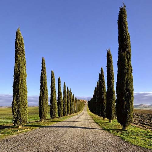 Кипарис вечнозеленый Тотем (Cupressus sempervirens L. Totem) — взрослое растение