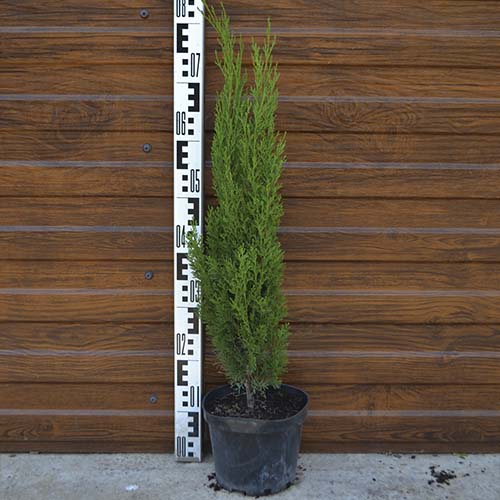 Кипарис вечнозеленый Тотем (Cupressus sempervirens L. Totem) — саженец