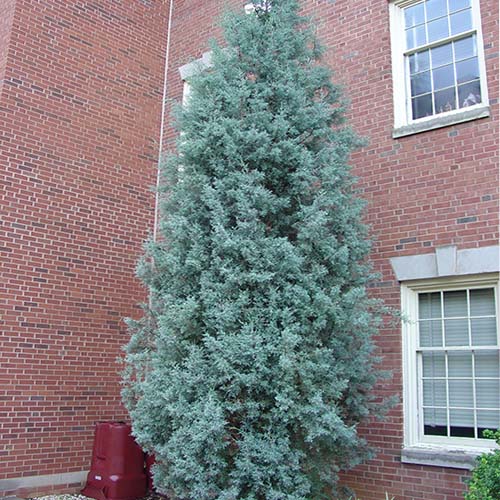 Кипарис аризонский (Cupressus arizonica) — взрослое растение