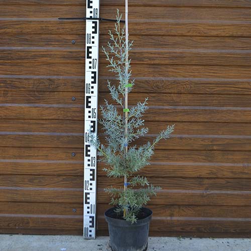 Кипарис аризонский (Cupressus arizonica) — саженец