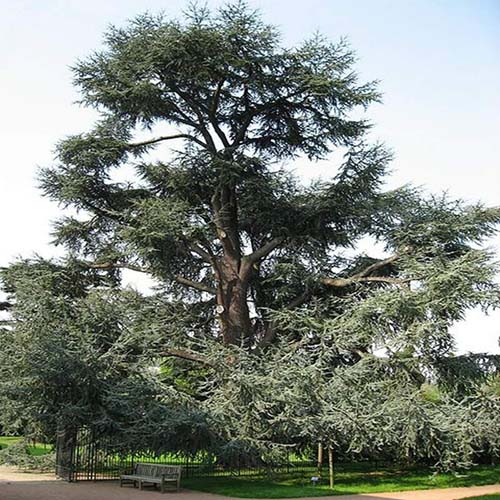 Кедр атласский Глаука (Cedrus Atlantica glauca) — взрослое растение