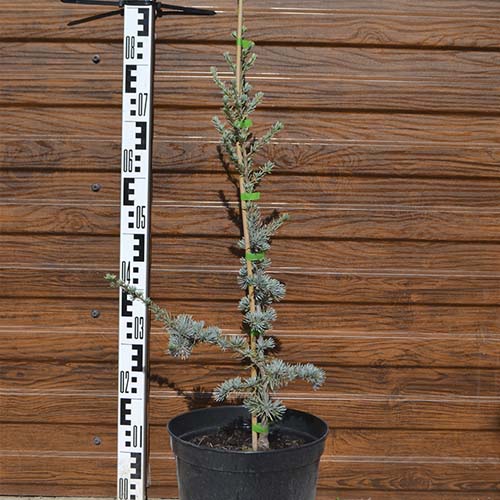 Кедр атласский Глаука (Cedrus Atlantica glauca) — саженец