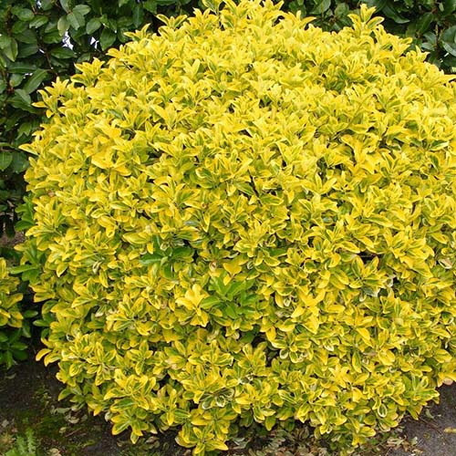 Бересклет японский Ауреа (Japonicus Aureus) — взрослое растение