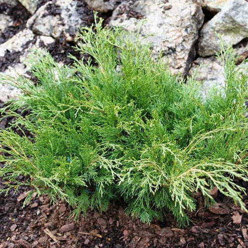 Можжевельник казацкий Тамарисцифолия (Tamariscifolia) — взрослое растение