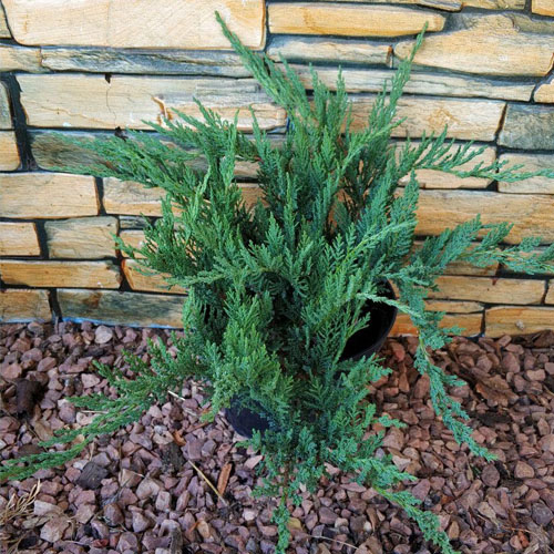 Можжевельник казацкий Тамарисцифолия (Tamariscifolia) — саженец