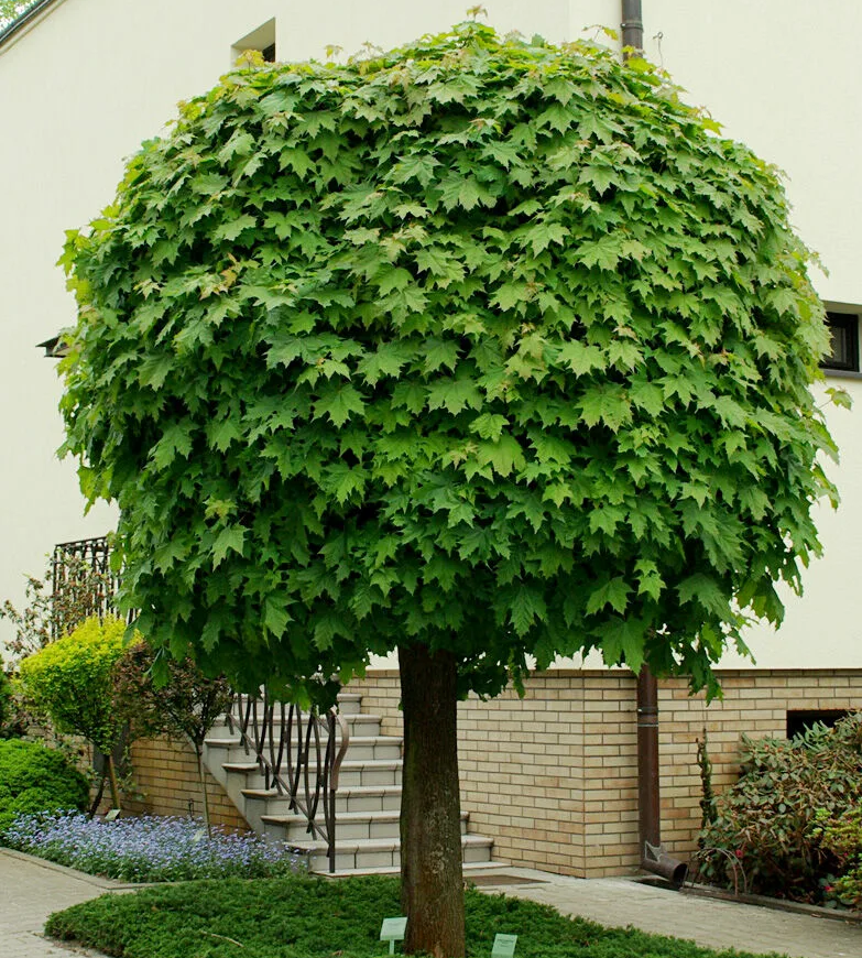 Клен остролистный (Acer platanoides) — взрослое растение