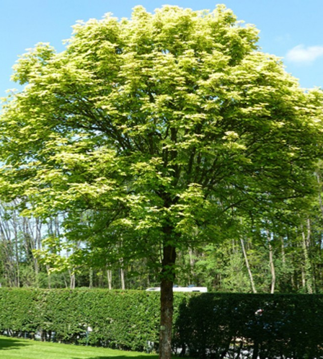 Клен ложноплатановый (Acer pseudoplatanus) — взрослое растение