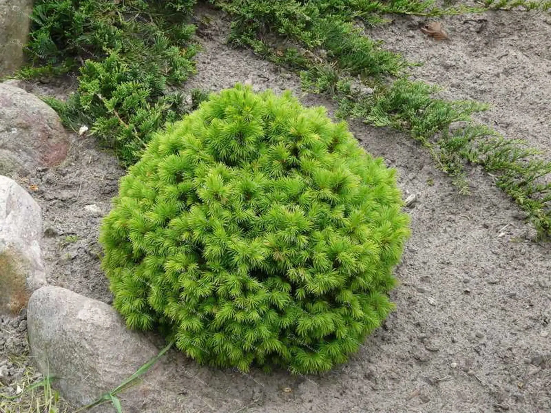 Ель «Альберта Глоб» (Picea glauca Alberta Globe) — взрослое растение