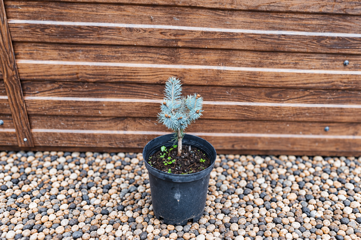 Ель колючая «Блю Даймонд» (Picea pungens 'Blue Diamond') — саженец