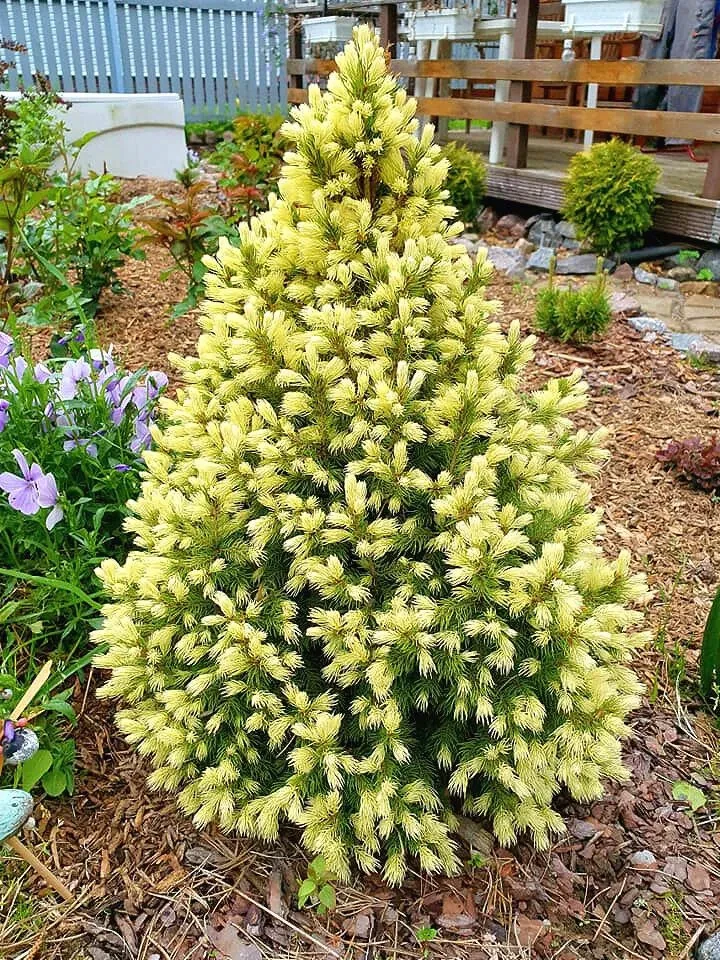 Ель канадская «Дейзи Уайт» (Picea glauca Daisy's White) — взрослое растение
