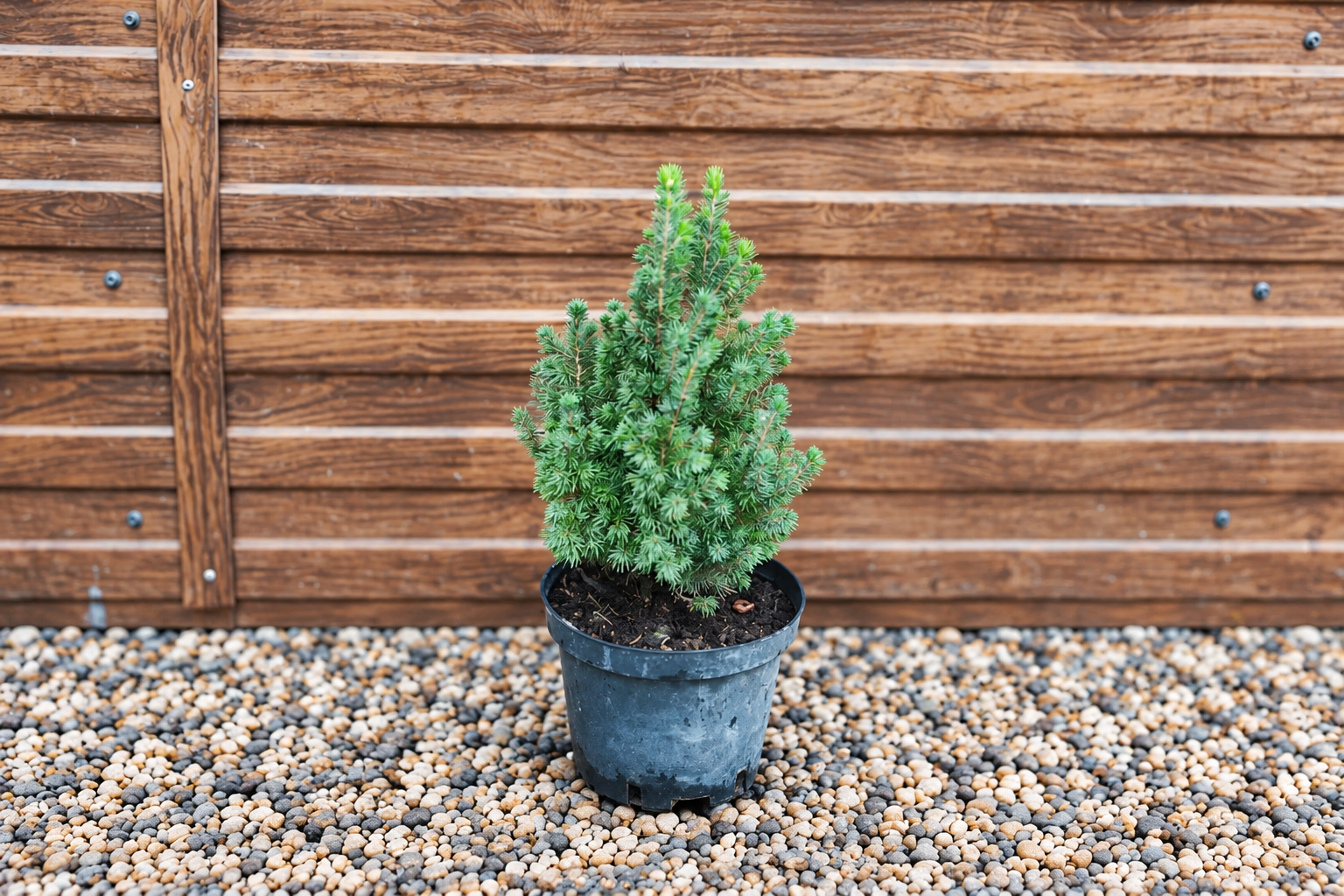 Ель канадская «Дейзи Уайт» (Picea glauca Daisy's White) — саженец