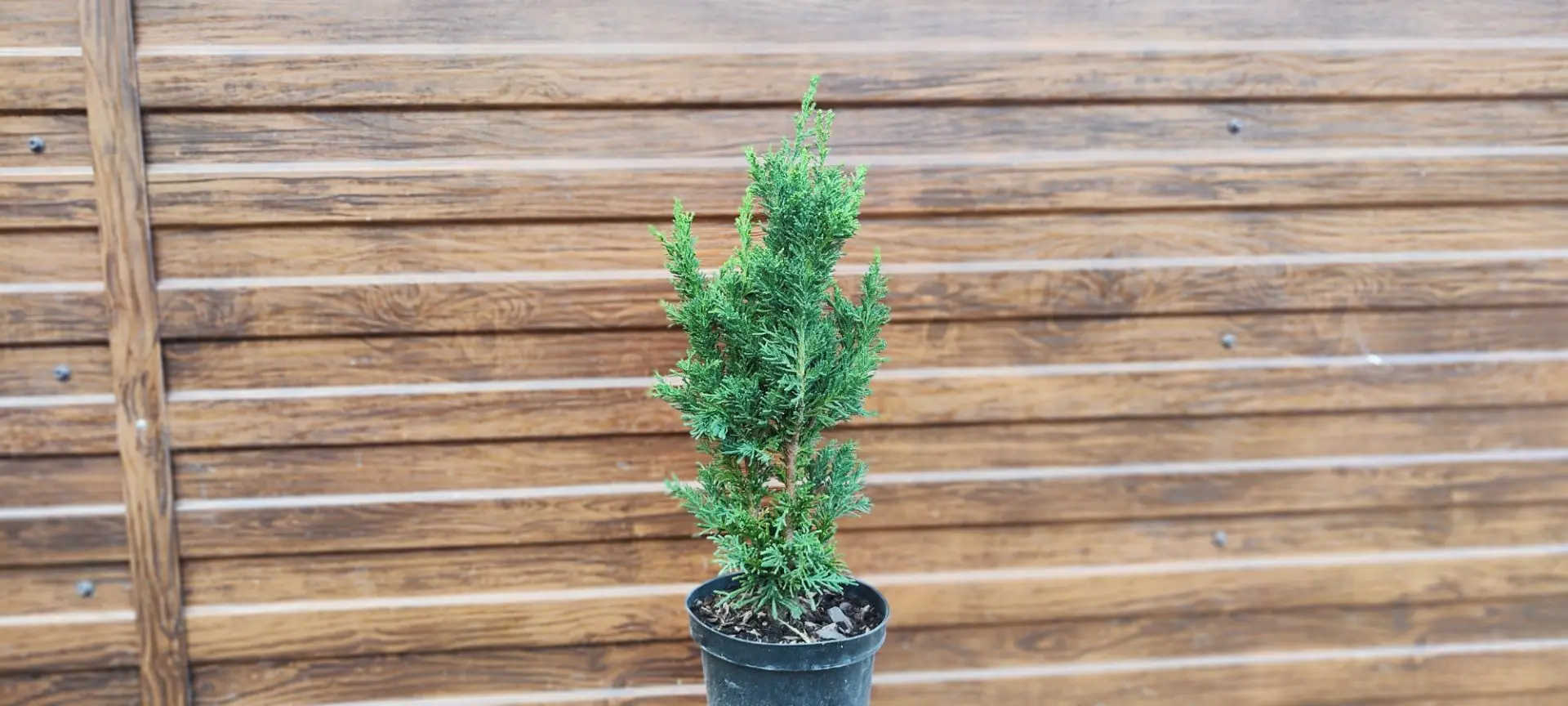 Кипарисовик тупой Драхт (Chamaecyparis obtusa Draht) — саженец