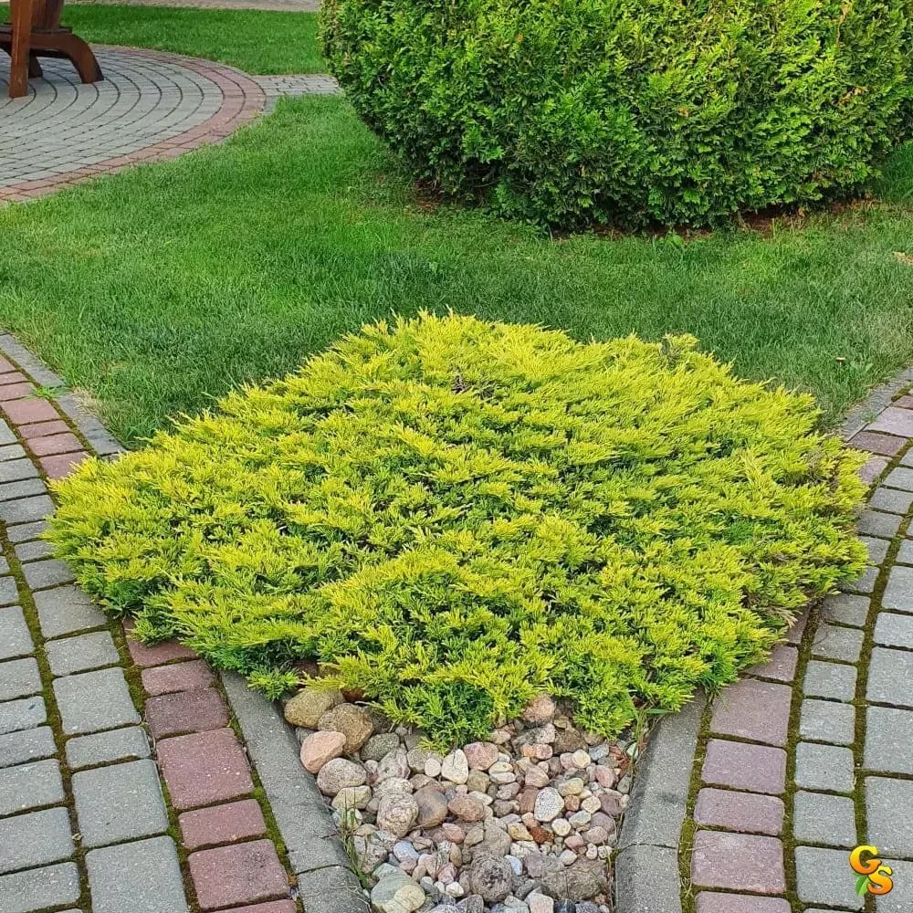 Можжевельник Голд Шатц (Juniperus communis 'Goldschatz') — взрослое растение