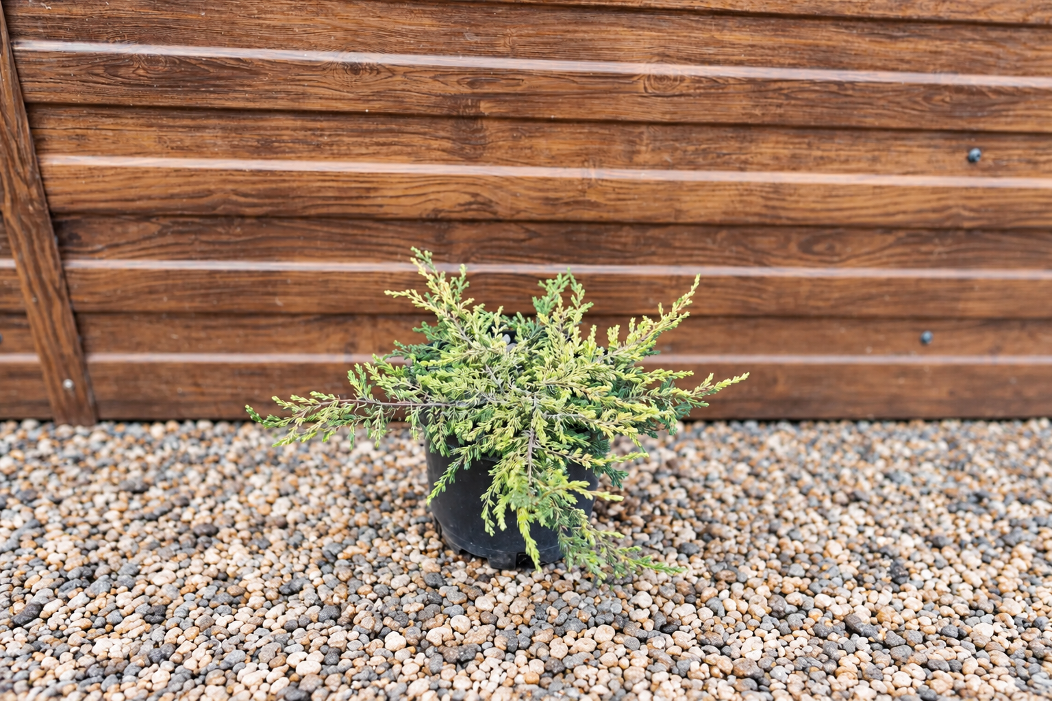 Можжевельник Голд Шатц (Juniperus communis 'Goldschatz') — саженец