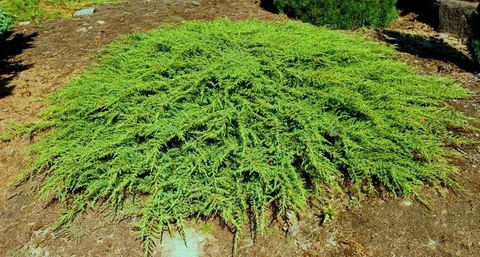 Можжевельник Грин Карпет (Juniperus communis 'Green Carpet') — взрослое растение