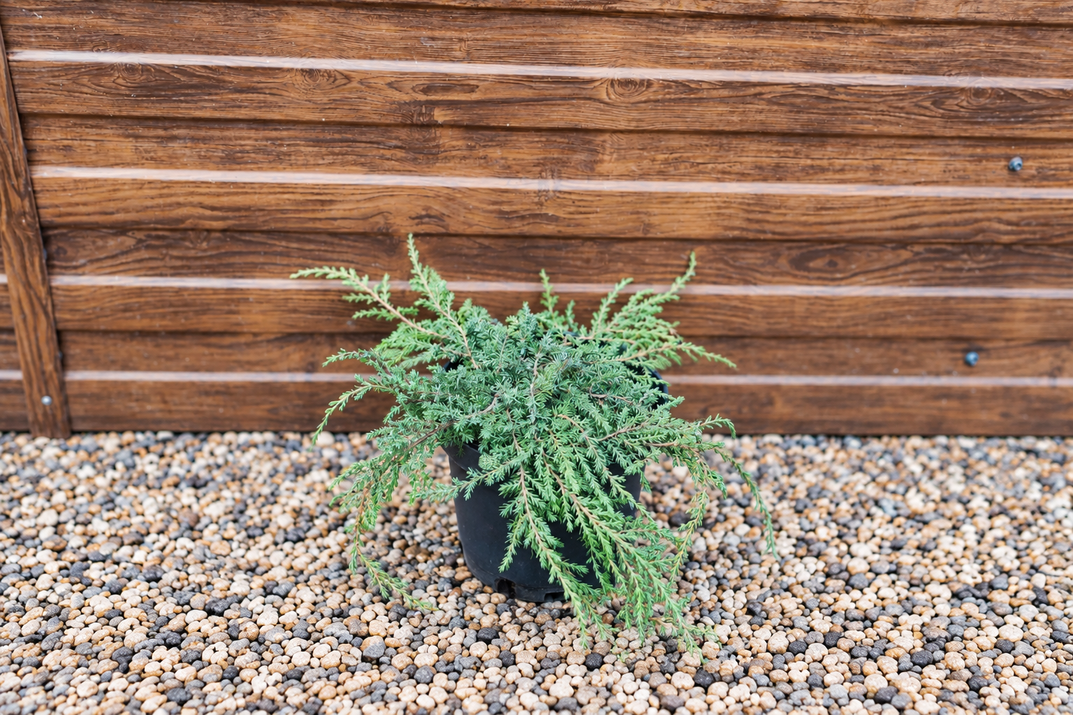 Можжевельник Грин Карпет (Juniperus communis 'Green Carpet') — саженец