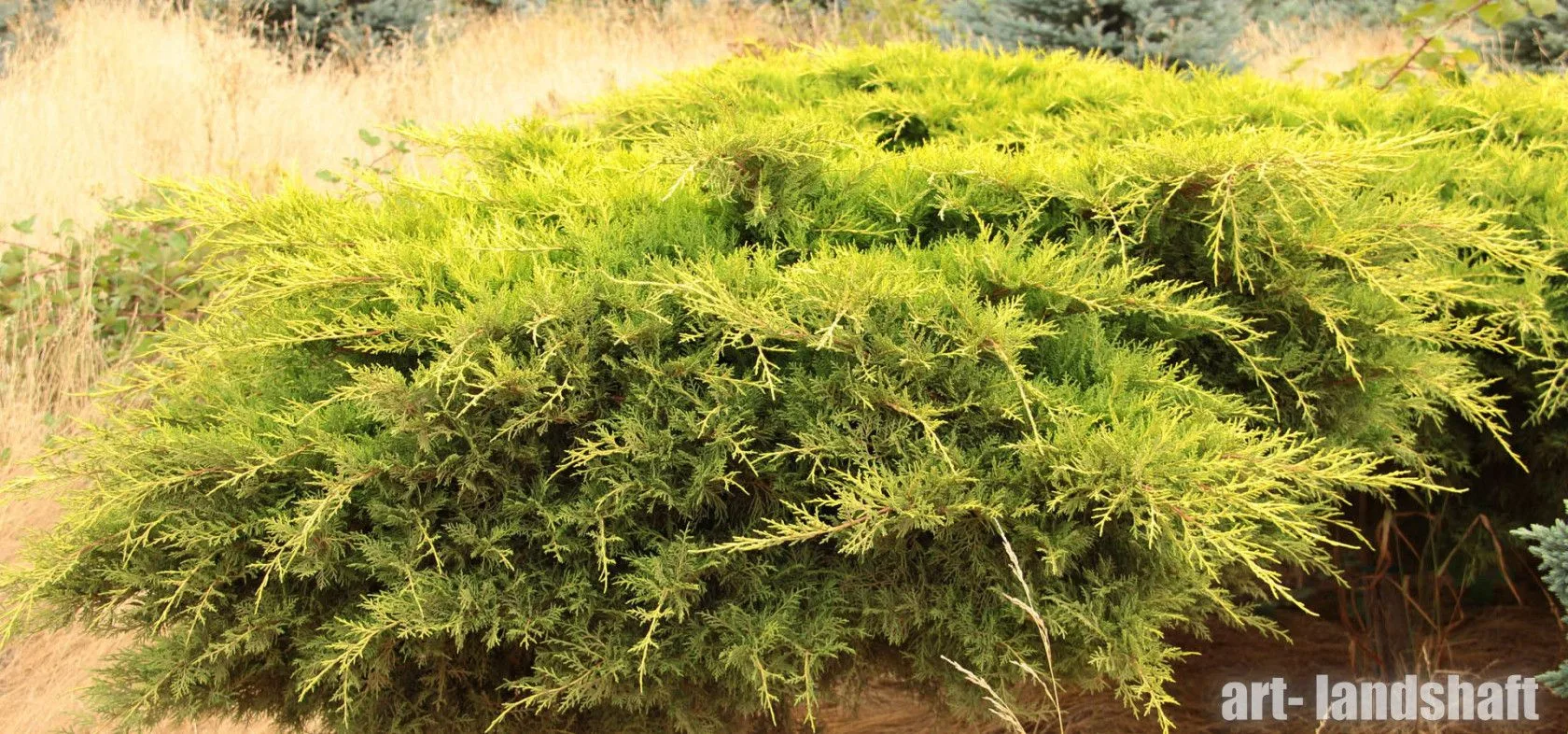 Можжевельник Кинг оф Спринг (Juniperus × pfitzeriana 'King of Spring') — взрослое растение