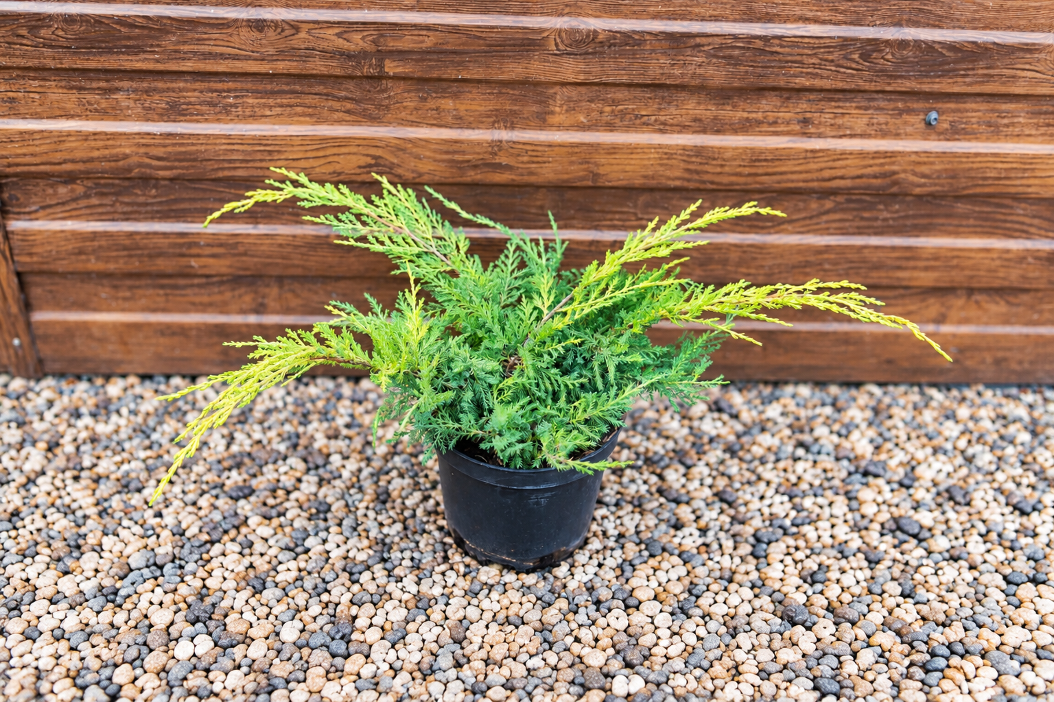 Можжевельник Кинг оф Спринг (Juniperus × pfitzeriana 'King of Spring') — саженец