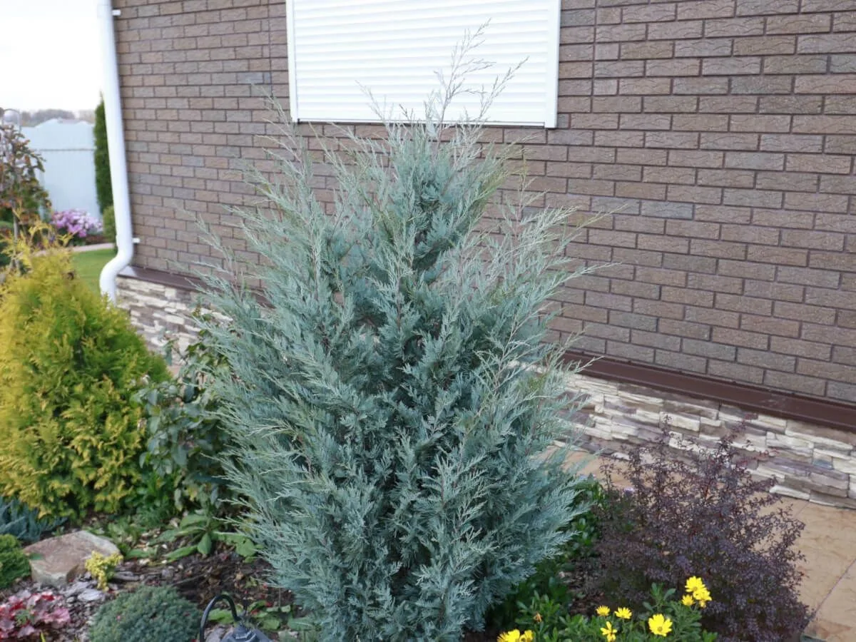 Можжевельник Мунглоу (Juniperus scopulorum 'Moonglow') — взрослое растение