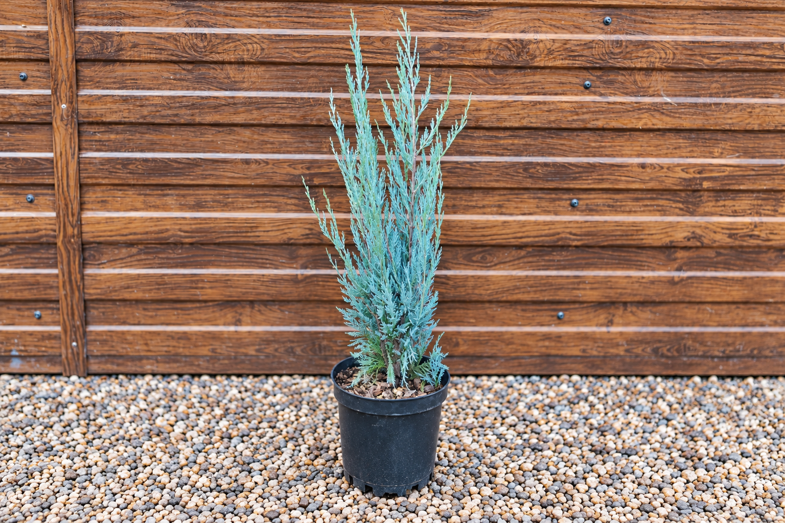 Можжевельник Мунглоу (Juniperus scopulorum 'Moonglow') — саженец