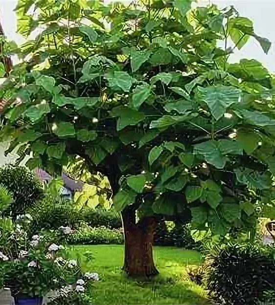 Павловния войлочная (Paulownia tomentosa) — взрослое растение