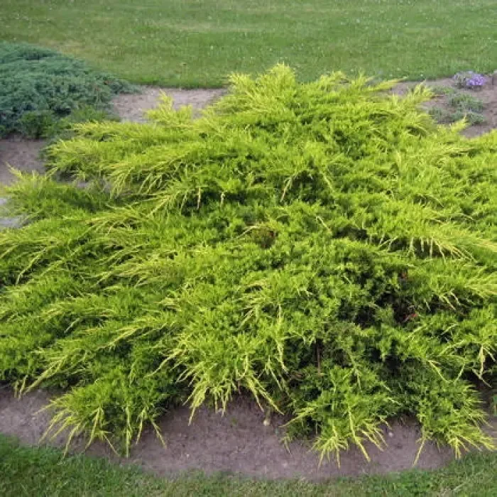 Можжевельник Пфитцериана Ауреа (Juniperus × pfitzeriana 'Pfitzeriana Aurea') — взрослое растение