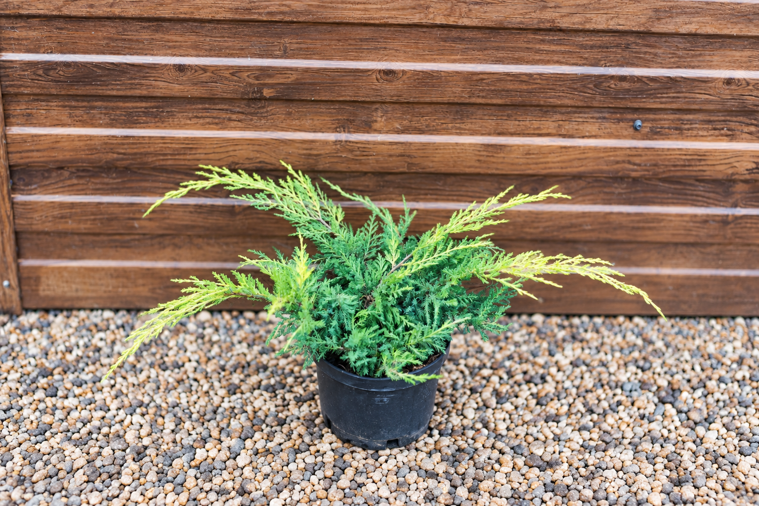 Можжевельник Пфитцериана Ауреа (Juniperus × pfitzeriana 'Pfitzeriana Aurea') — саженец